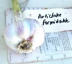 20070804-20-artichoke-formidable-garlic