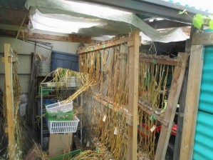 Garlic drying stands